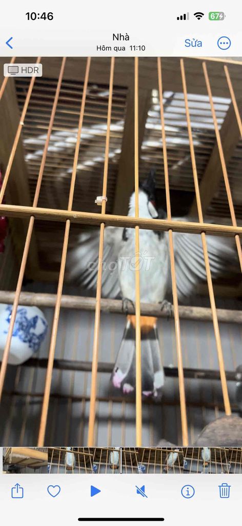 chào mào má trắng lên gần m2. Mua bán Chim tại Quận 6 Tp Hồ Chí Minh được đăng bởi NHÂN hình 1
