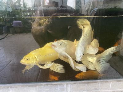 Không có thời gian chăm sóc, cần để lại cho anh em. Mua bán Thú cưng khác tại Thành phố Huế Thừa Thiên Huế được đăng bởi Nguyễn Lưu Phúc