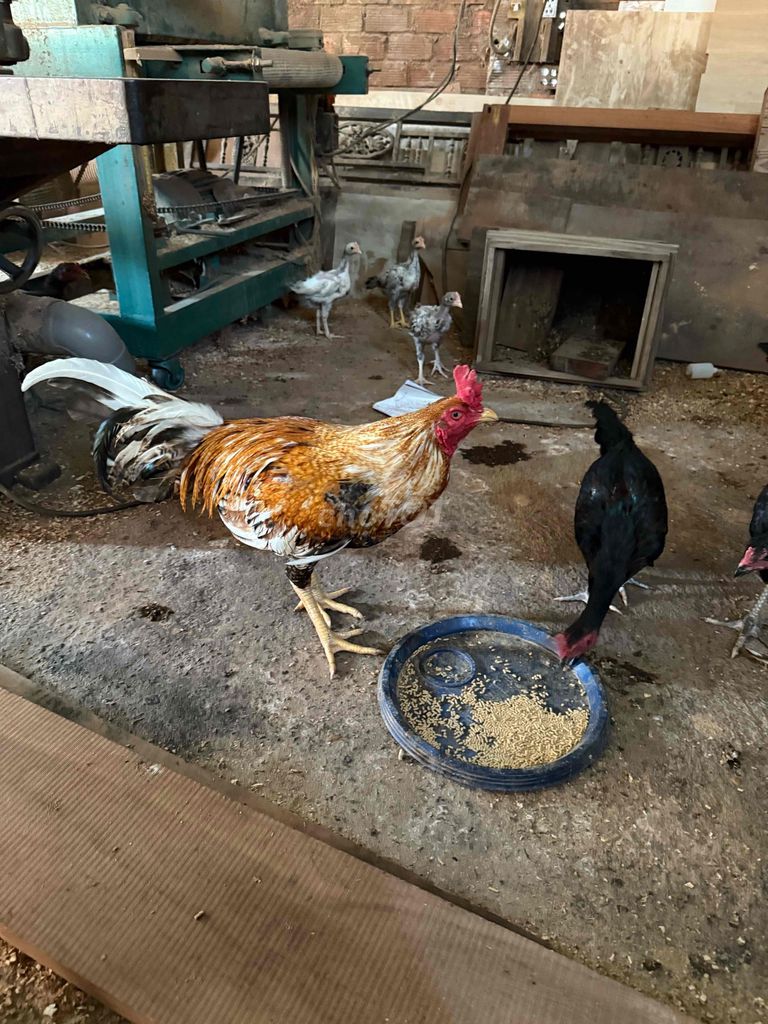 Gà chọi trống 3.2kg. Mua bán Gà tại Huyện Long Điền Bà Rịa - Vũng Tàu được đăng bởi vũ hình 1