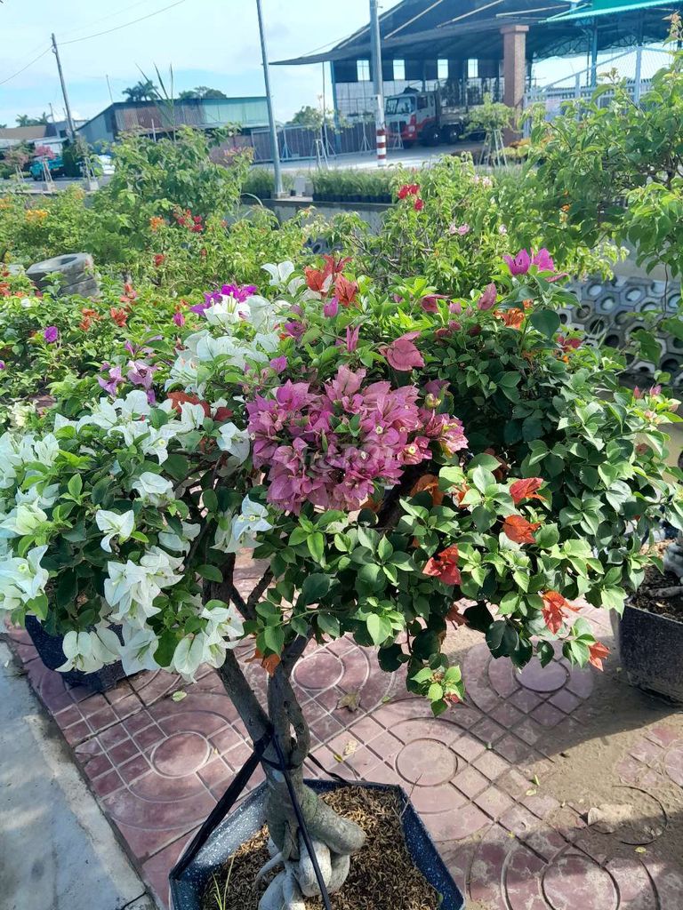 Cây cảnh Bông giấy Đa sắc. Mua bán Cây cảnh, đồ trang trí tại Thành phố Sa Đéc Đồng Tháp được đăng bởi Nguyễn trung hau hình 1