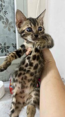 Mèo Bengal 2 tháng tuổi đực cái