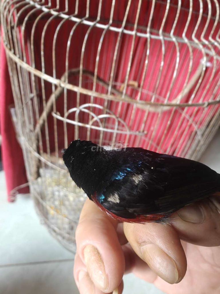 gl gà 🐔. Mua bán Chim tại Quận Bình Thuỷ Cần Thơ được đăng bởi Lý Thị Sadal hình 1