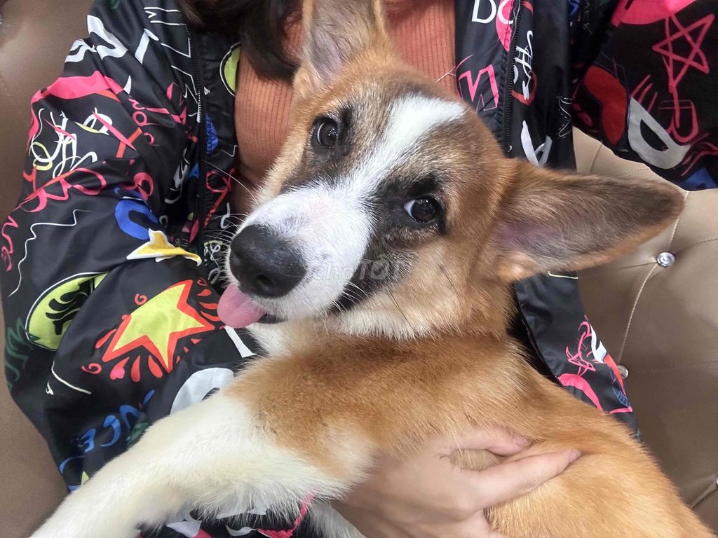 Chó Corgi con đã tiêm phòng. Mua bán Chó tại Quận Bắc Từ Liêm Hà Nội được đăng bởi Thu hình 1