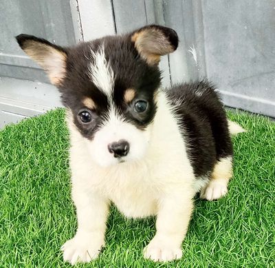 Trại Chó Hoàng Dũng: Corgi xinh. Mua bán Chó tại Huyện Củ Chi Tp Hồ Chí Minh được đăng bởi le thi xuyen