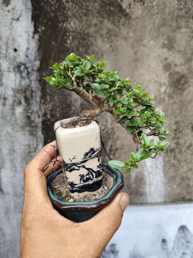 Cây cảnh Sam hương Thác đổ Khỏe mạnh. Mua bán Cây cảnh, đồ trang trí tại Thị xã Tân Uyên Bình Dương được đăng bởi bonsai mini hình 1