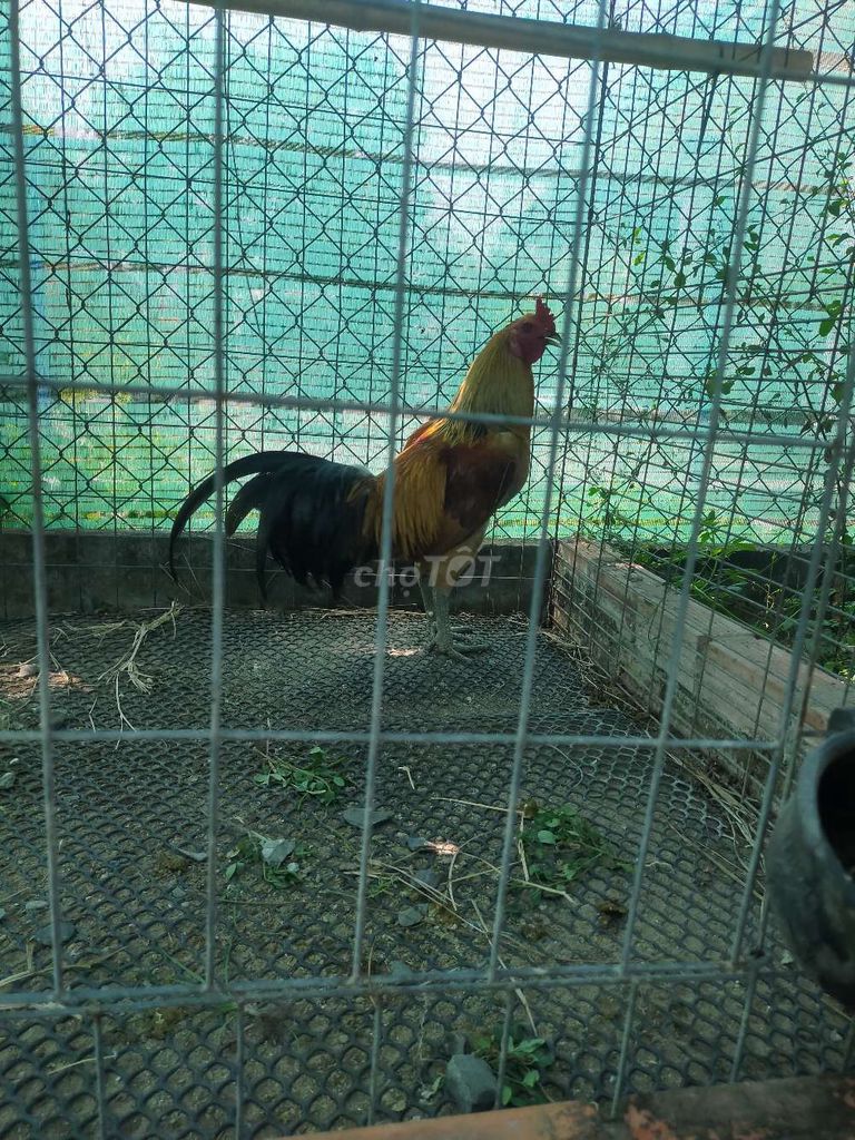 Gà Peru Việt tơ hiện 3,1kg tay tốt. Mua bán Gà tại Huyện Tân Trụ Long An được đăng bởi Phi Nhà Đất Giá Tốt hình 1