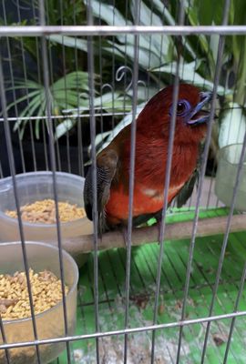 Chim Nuốt đỏ màu sắc đẹp AVi