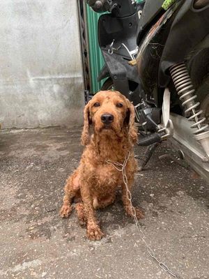Chó Poodle đực