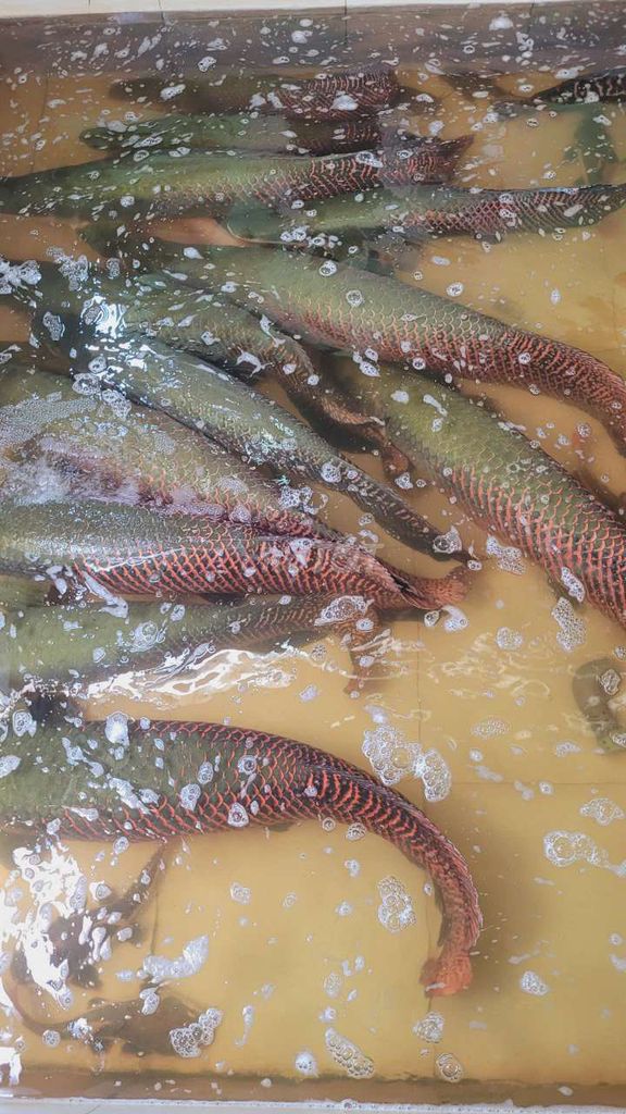 Cá hải tượng long 1m-2m Vàng đồng. Mua bán Thú cưng khác tại Quận 12 Tp Hồ Chí Minh được đăng bởi hải tượng long giá rẻ hình 1