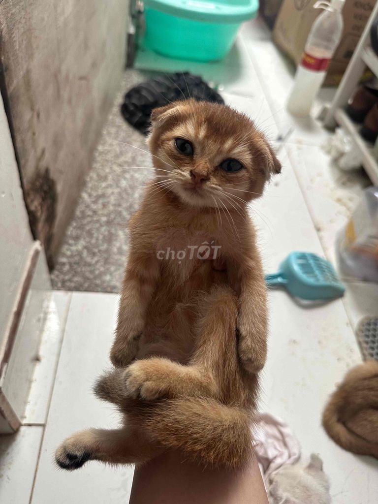 mèo aln giá chỉ từ 500. Mua bán Mèo tại Huyện Nhà Bè Tp Hồ Chí Minh được đăng bởi Mây  hình 1