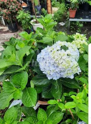 Cây Hoa MiMoSa💕 tuyệt đẹp, đang💖 bông. Mua bán Cây cảnh, đồ trang trí tại Quận Gò Vấp Tp Hồ Chí Minh được đăng bởi Hoa kiểng  To Kem hình 3