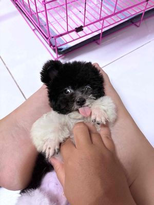 Poodle Tai Gấu Bò sữa tinyxtecup
