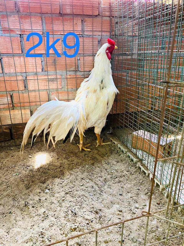 2k9 tay tròn vo đặc 1 cục xổ giỏi. Mua bán Gà tại Huyện Bến Lức Long An được đăng bởi Gà chất lượng  hình 1