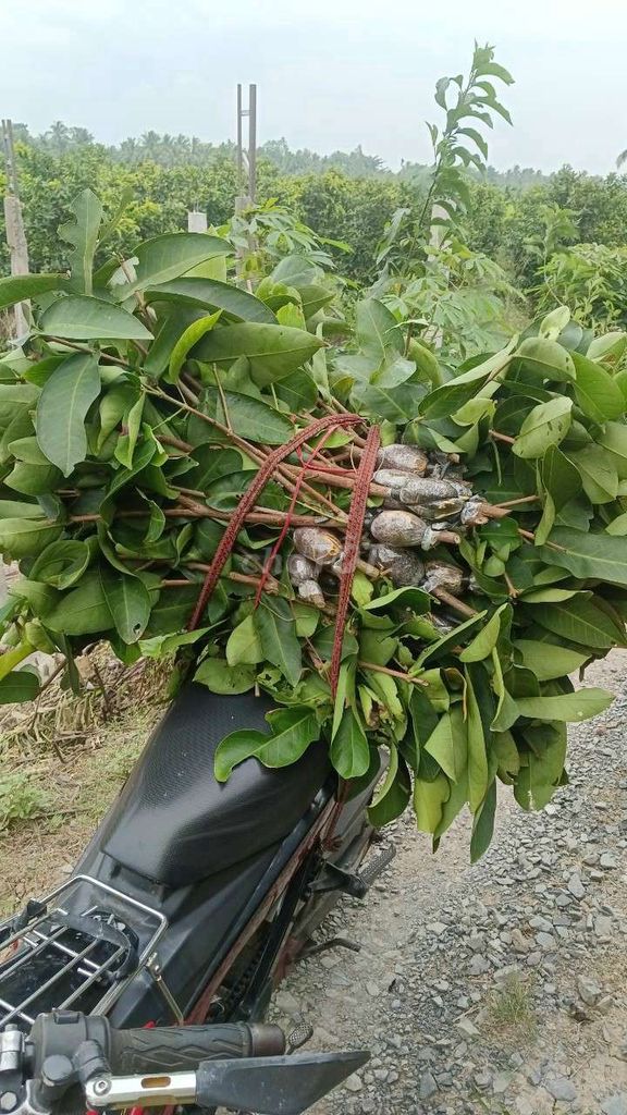 Cây giống Mận xanh đường. Mua bán Đồ chuyên dụng, Giống nuôi trồng tại Huyện Kế Sách Sóc Trăng được đăng bởi Thanh long hình 1