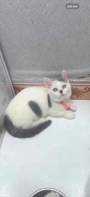 Mèo cái đực lông ngắn lông dài