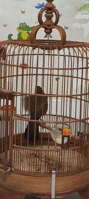 Họa mi. Mua bán Chim tại Quận Gò Vấp Tp Hồ Chí Minh được đăng bởi Son
