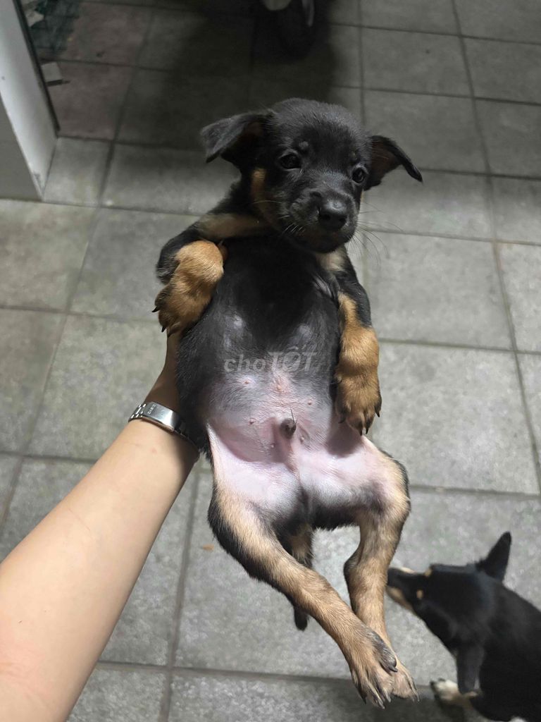 Chó đen con 2 tháng tuổi. Mua bán Chó tại Huyện Hóc Môn Tp Hồ Chí Minh được đăng bởi Thanh Trúc Trương Huỳnh hình 1