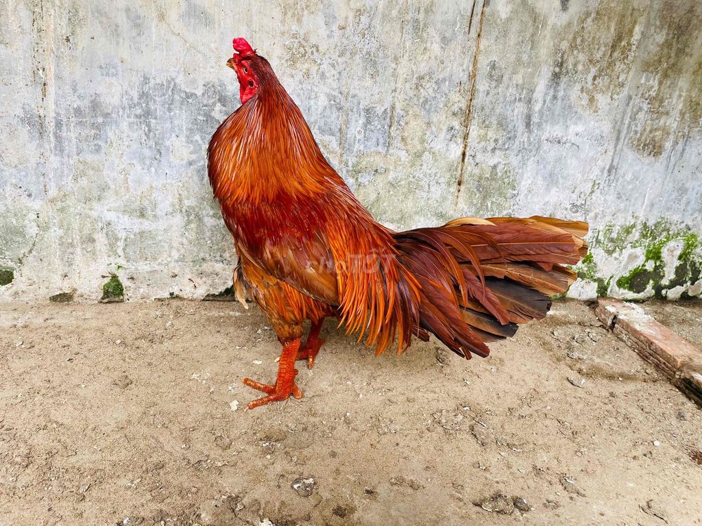 Gà Nâu đỏ Đực 3.3kg chân trụ yếu. Mua bán Gà tại Thành phố Sa Đéc Đồng Tháp được đăng bởi Ht Gà  hình 1