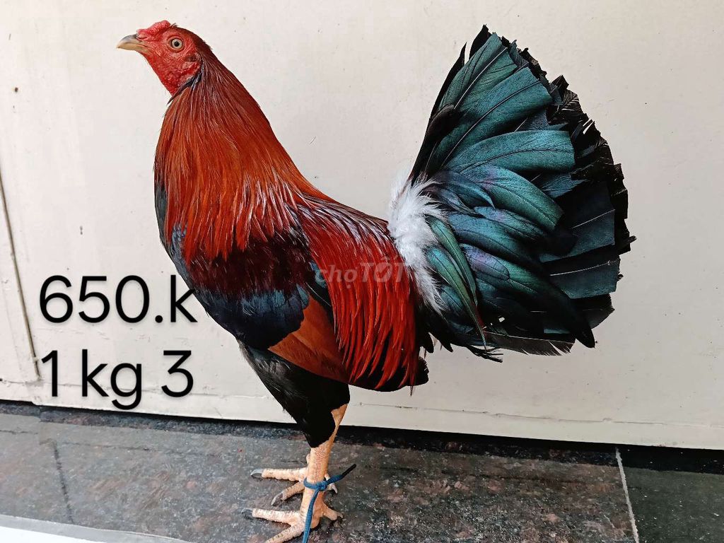 Gà chọi 1.3kg Đỏ đen xanh. Mua bán Gà tại Quận Gò Vấp Tp Hồ Chí Minh được đăng bởi nam gà tre  hình 1