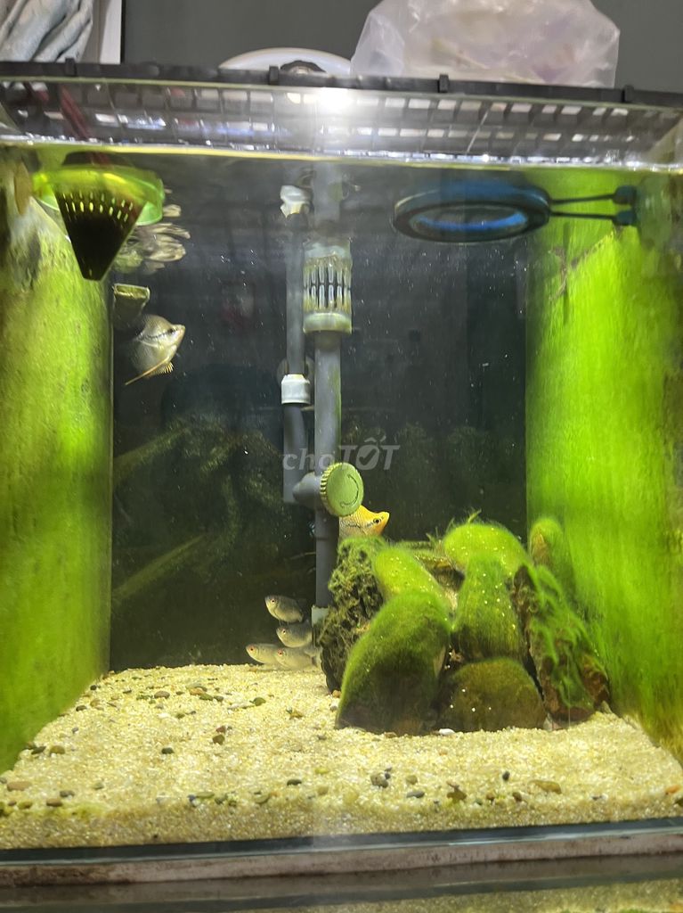 Hồ cá 30x30x30cm Kính siêu trong. Mua bán Phụ kiện, Thức ăn, Dịch vụ tại Thành phố Thủ Đức Tp Hồ Chí Minh được đăng bởi Mr Thịnh hình 1