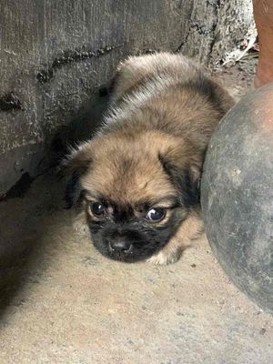chó pug lai. Mua bán Chó tại Thị xã An Nhơn Bình Định được đăng bởi Duy Van