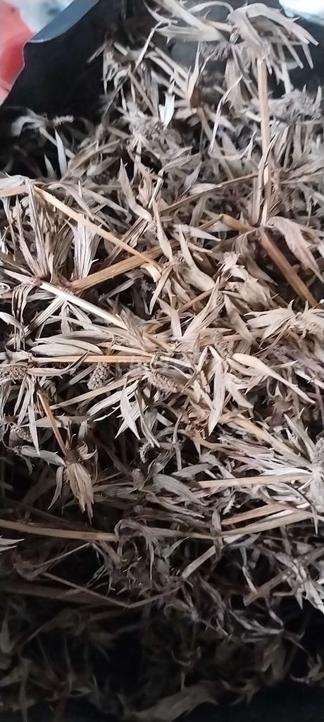 Gia vị hoa ngò gai 500g. Mua bán Đồ ăn, thực phẩm và các loại khác tại Huyện Trà Ôn Vĩnh Long được đăng bởi Tâm Phạm hình 1