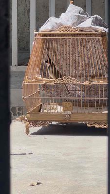 Bổi 6 tháng vip bao trống và tật lỗi cho ae