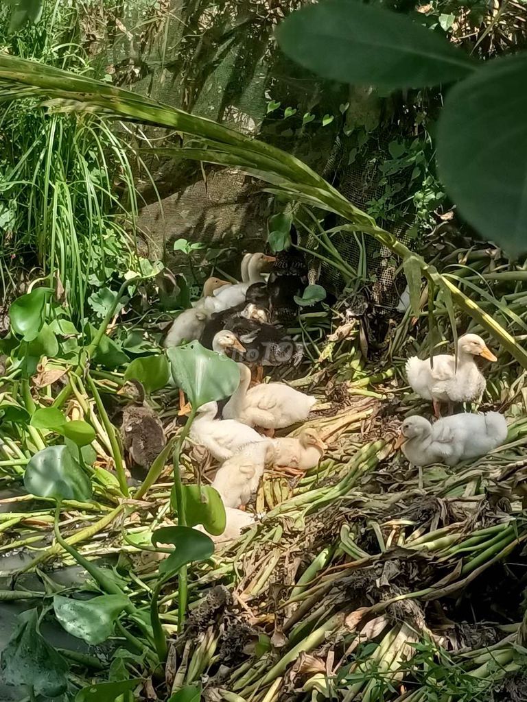 Vịt con Trắng Đen đã ăn khỏe. Mua bán Thú cưng khác tại Huyện Tam Bình Vĩnh Long được đăng bởi nguyenphung hình 1