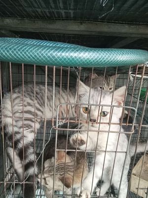 Ban cặp mèo bố mẹ con mẹ đang có bầu. Mua bán Mèo tại Quận Bình Tân Tp Hồ Chí Minh được đăng bởi Vinh Nguyenvan