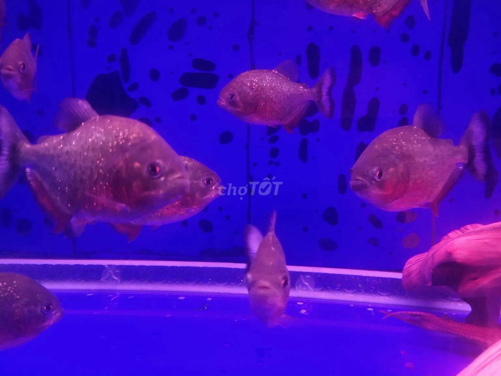 Piranha size 3 Ngón cá đẹp khỏe sung