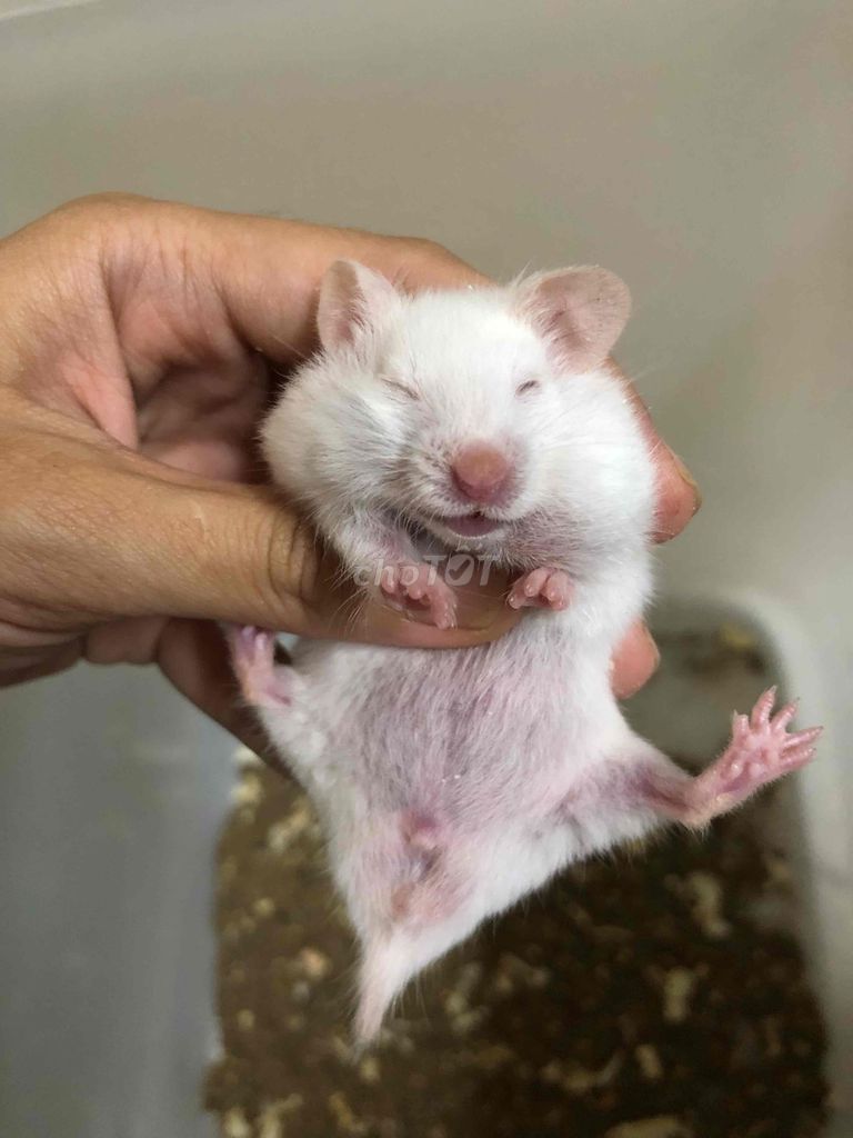 Hamster bear trắng dòng thường. Mua bán Thú cưng khác tại Quận Bình Tân Tp Hồ Chí Minh được đăng bởi Ở trọ bày đặt bán chụtt hình 1