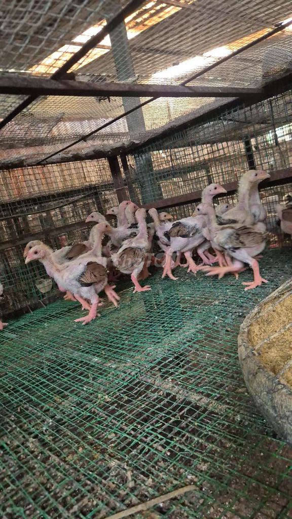 Gà Đông Tảo mái 50 ngày 600-700g đã tiêm. Mua bán Gà tại Huyện Hóc Môn Tp Hồ Chí Minh được đăng bởi phan hưng hình 1