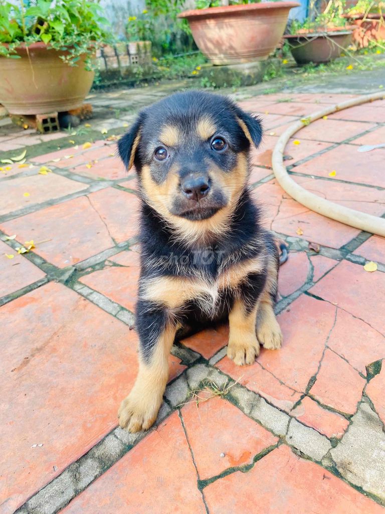 chó begiec lai rottweiler 3 con cái. Mua bán Chó tại Thành phố Mỹ Tho Tiền Giang được đăng bởi Phan Em hình 5