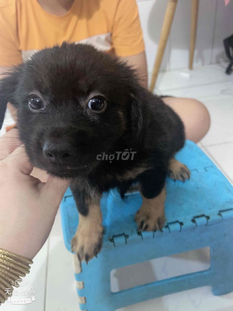Chó lai Nhật đực cái 2 tháng. Mua bán Chó tại Huyện Hóc Môn Tp Hồ Chí Minh được đăng bởi Thu hà hình 1