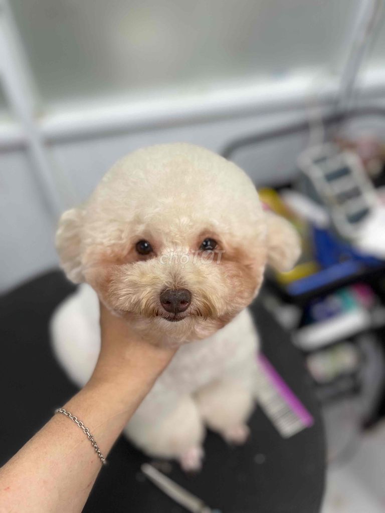 chó poodle cái bầu 35 ngày