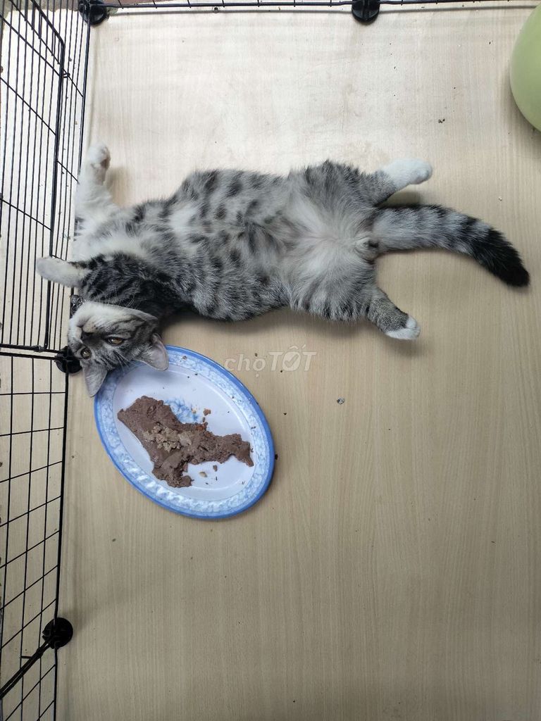 Cần tìm nhà mới cho mấy bé chân lùn. Mua bán Mèo tại Thành phố Thủ Đức Tp Hồ Chí Minh được đăng bởi Thanh Xuân hình 4