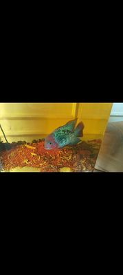 Cá lahan FO nhập Thái