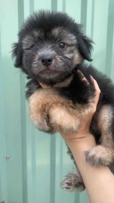 Nhật lông xù mập ú siêu xinh