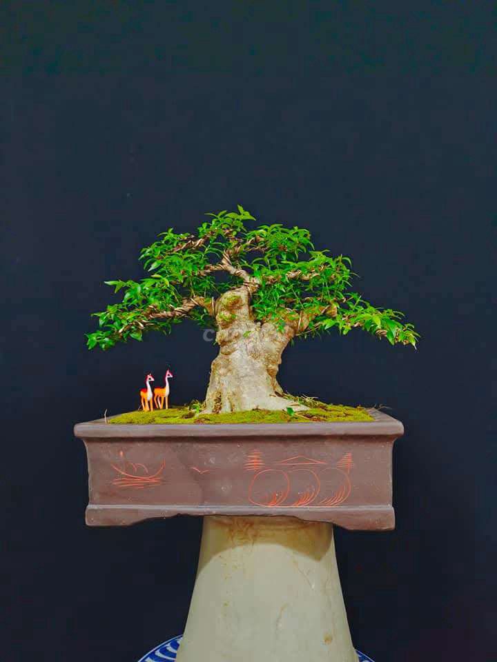 Cây Mai Chiếu Thủy bonsai để bàn chơi Tết