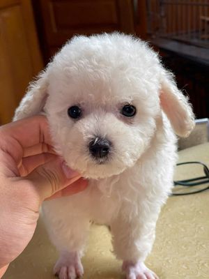 bé cún poodle siu xinh