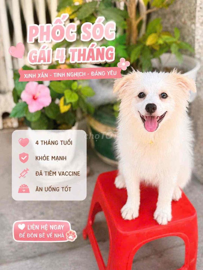 Chó Phốc Sóc Cái 4 tháng Trắng kem. Mua bán Chó tại Quận Ninh Kiều Cần Thơ được đăng bởi Tú Hảo hình 1