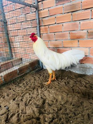 bướm 2k7 tai tốtcòn lên. Mua bán Gà tại Quận Ninh Kiều Cần Thơ được đăng bởi Nhỏ trại Gà