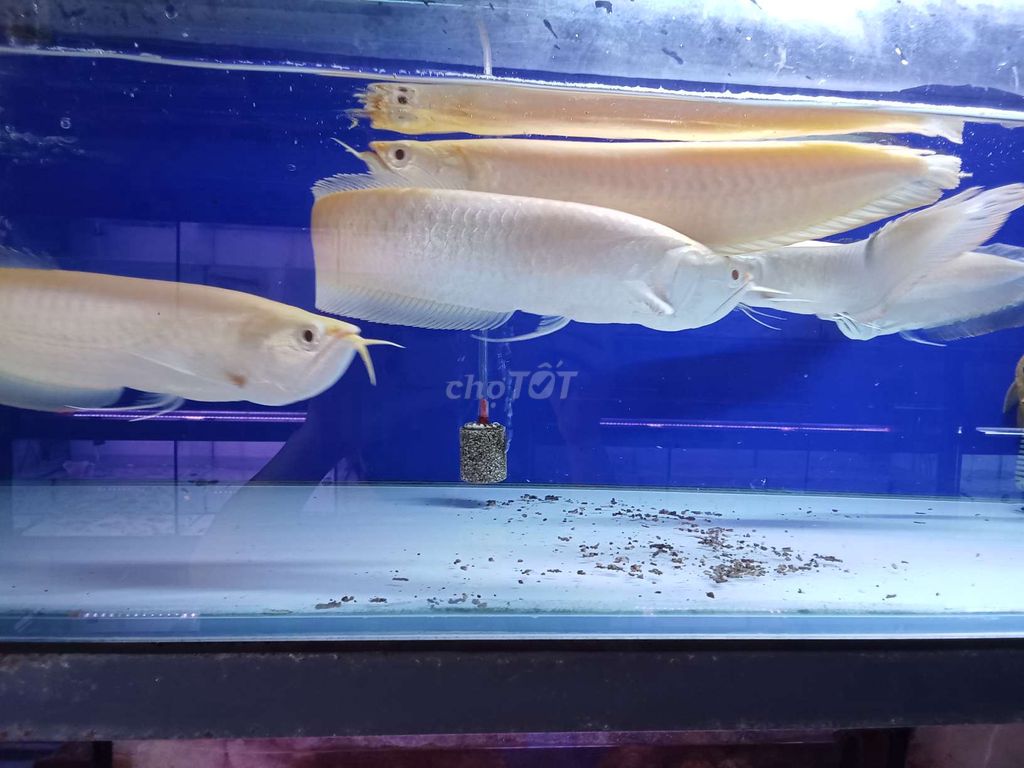 Cá cảnh ngân long vàng 33cm. Mua bán Thú cưng khác tại Thành phố Dĩ An Bình Dương được đăng bởi balabal hình 1