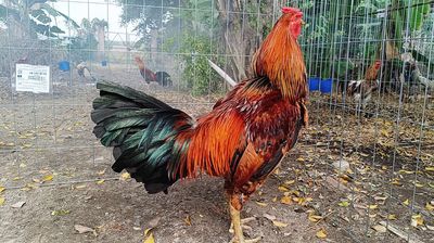 Gà chọi Khét bông 3.45kg 12 tháng