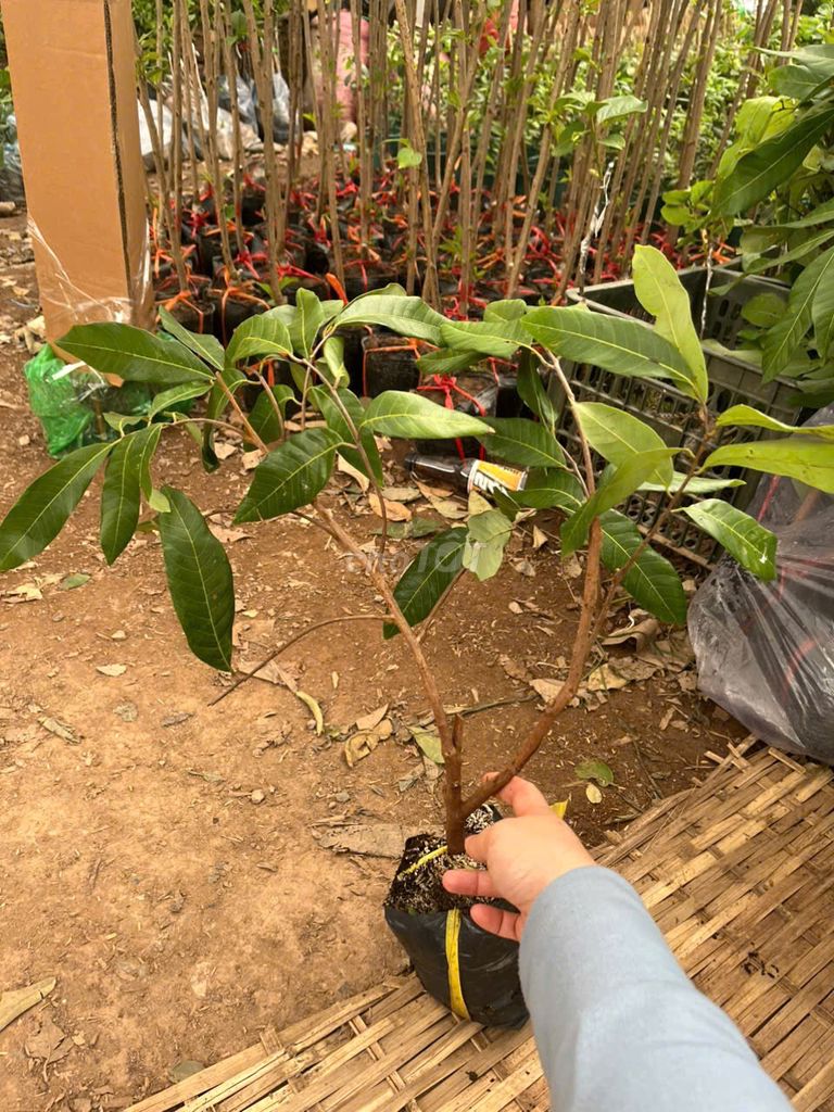 Cây giống hạt dẻ. Mua bán Đồ chuyên dụng, Giống nuôi trồng tại Huyện Gia Lâm Hà Nội được đăng bởi Hoàng thị muôn hình 1