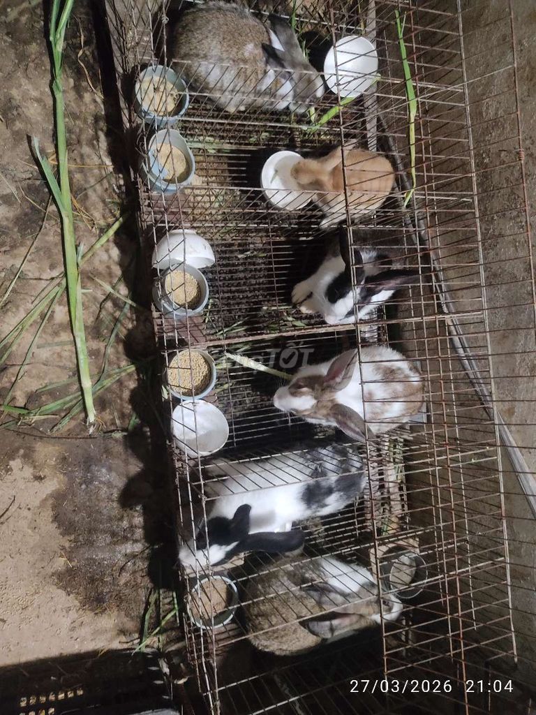 Thỏ cảnh nhiều màu cả hai. Mua bán Thú cưng khác tại Huyện Ea Kar Đắk Lắk được đăng bởi thắng hình 1