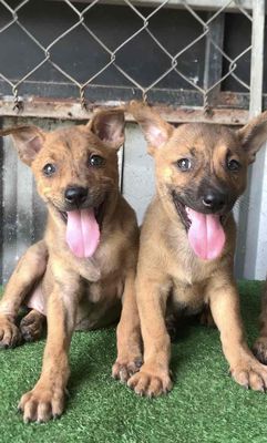 Chó Phú Quốc vện hổ,giữ nhà săn bắt chuột giỏi. Mua bán Chó tại Huyện Bình Chánh Tp Hồ Chí Minh được đăng bởi trung Dũng