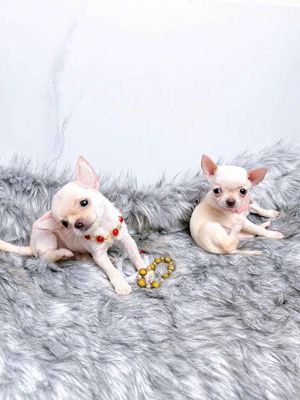 Các bé  chihuahua cái. Mua bán Chó tại Thành phố Dĩ An Bình Dương được đăng bởi Quỳnh