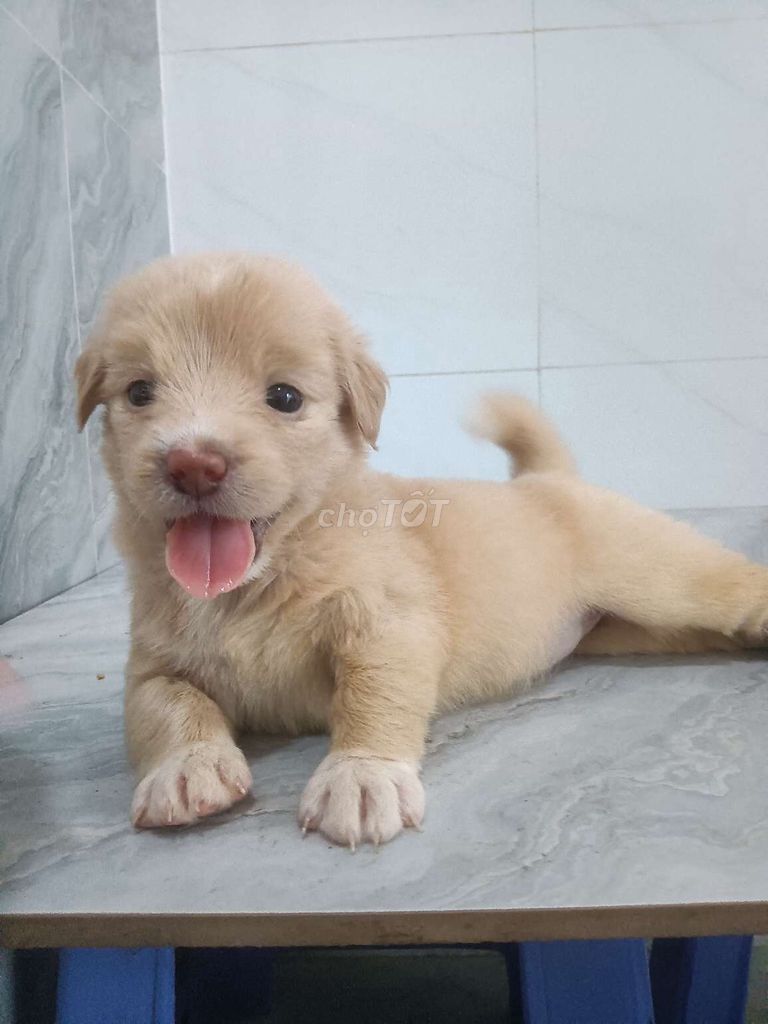 Chó Golden lai Vàng mơ , mũi hồng rất đẹp. Mua bán Chó tại Quận 6 Tp Hồ Chí Minh được đăng bởi Tăng Chí Lương  hình 1