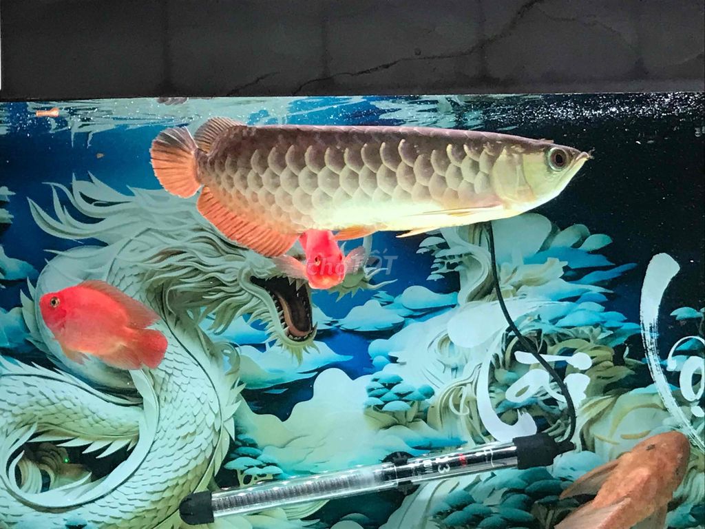 Cá Rồng Tím 33-35cm Đực. Mua bán Thú cưng khác tại Quận 11 Tp Hồ Chí Minh được đăng bởi THANH TÙNG hình 1